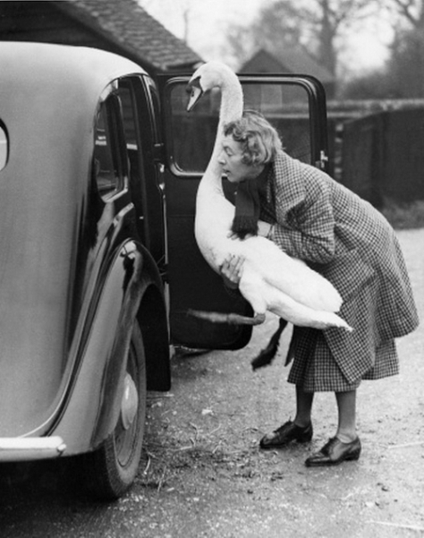 Swan In a Car, 1936, William Vanderson