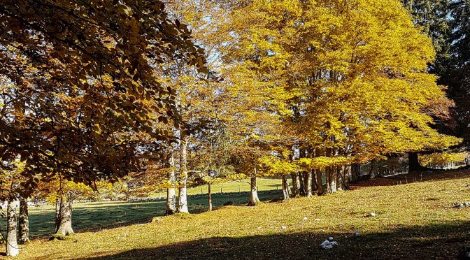 Herbstliche Gugelhöpfchen in den Wäldern des Creux du Van