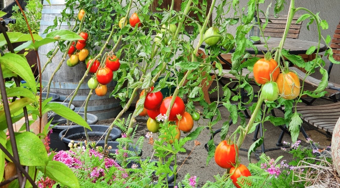 Tomatenflüstern mit Xenia